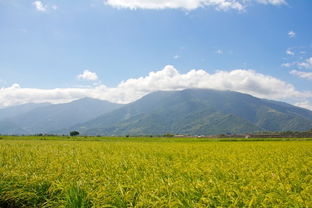 行閱寶島 太平洋的壯闊、清境的云海與伯朗稻浪的田園詩